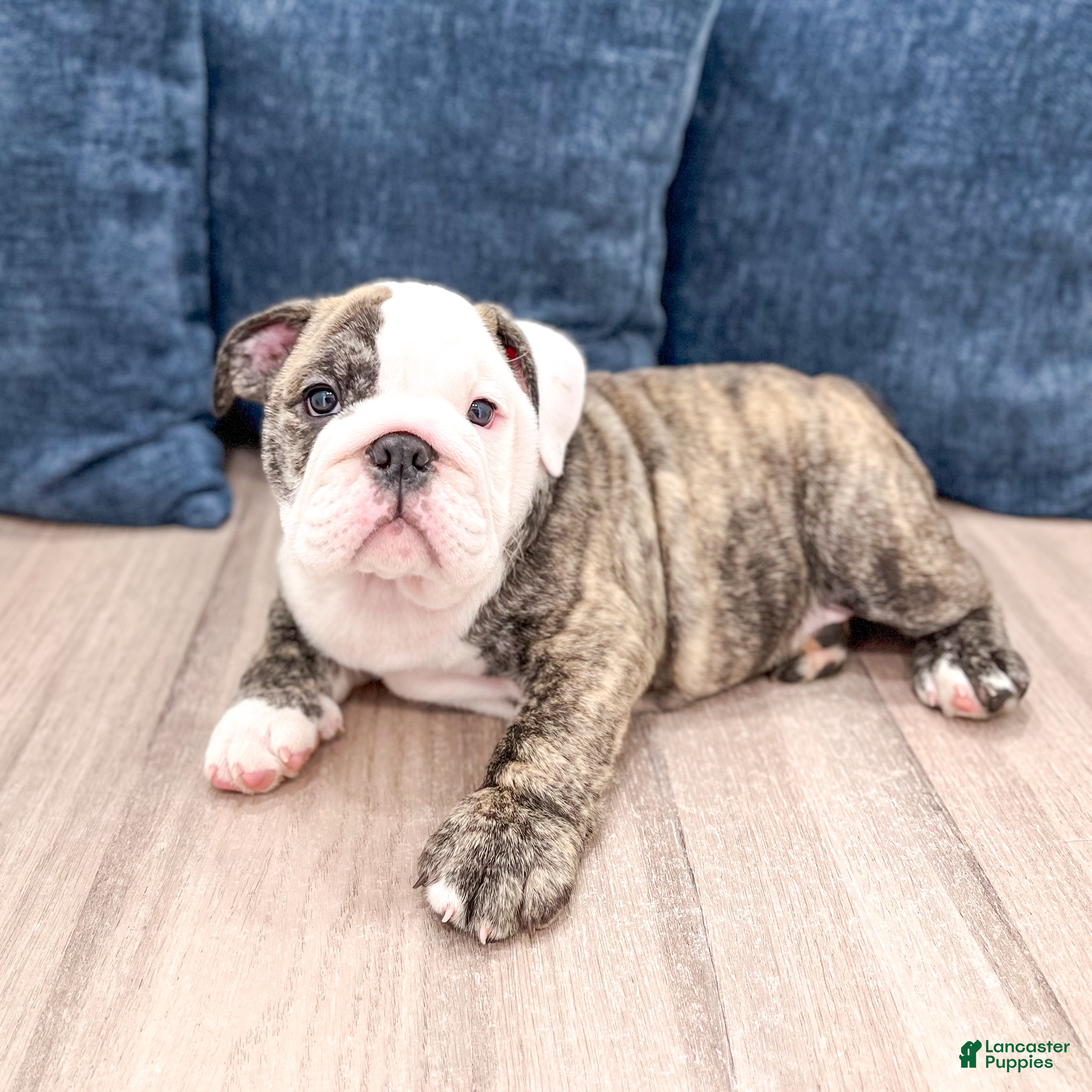 English Bulldog dogs Chase - Ad 2
