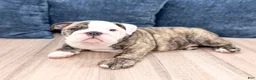 English Bulldog dogs for sale: Chase - Ad 2