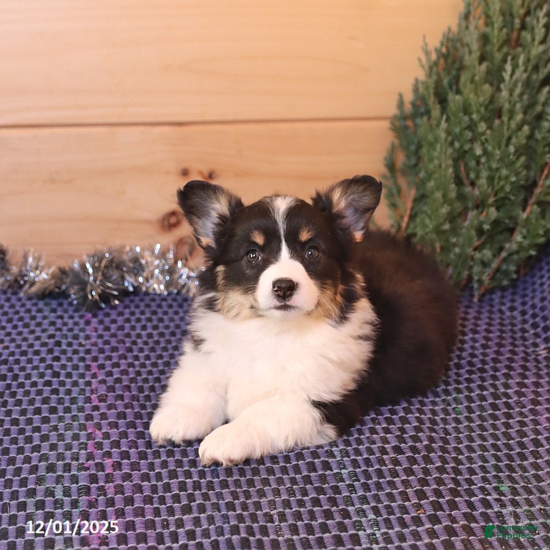 Welsh Corgi Pembroke dogs for sale: Holly - Ad 1
