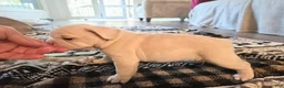French Bulldog dogs for sale: French Bulldog 2- Clara - Ad 4