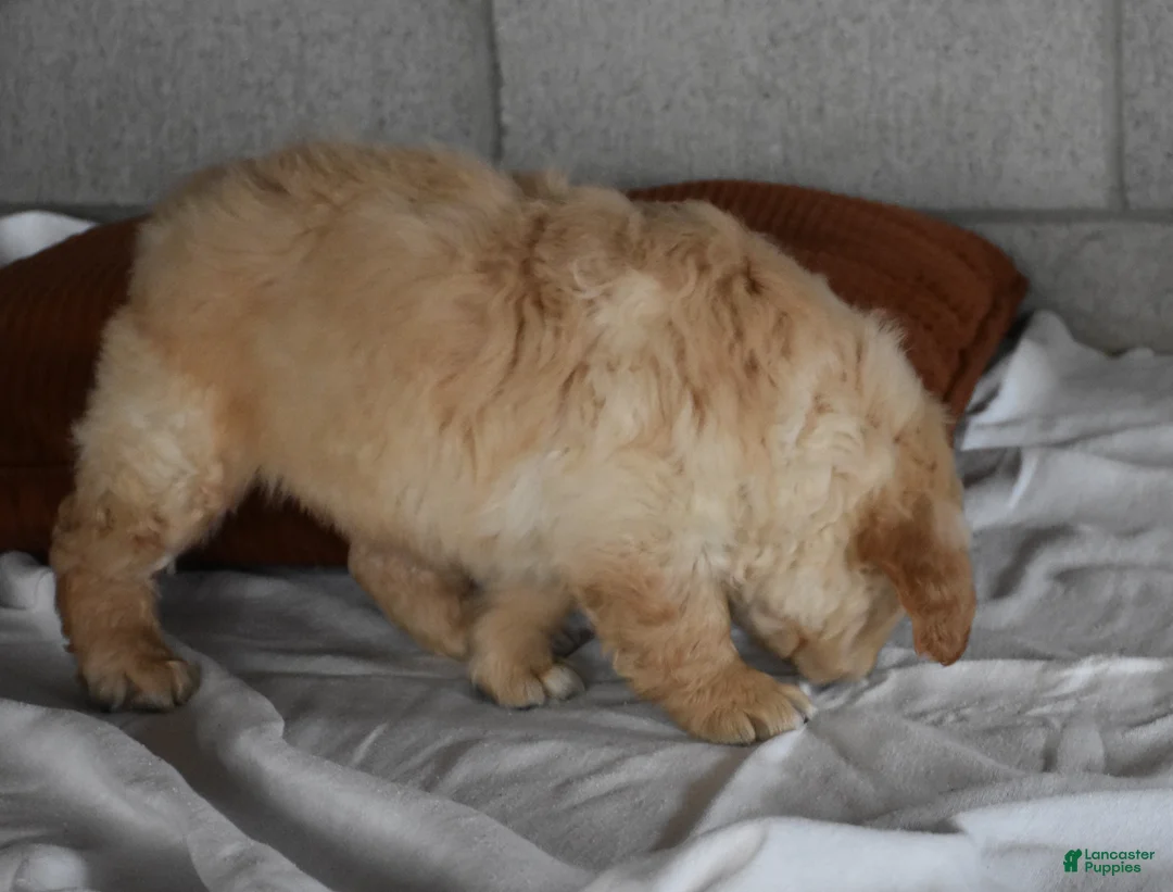 Golden Retriever dogs for sale: Buster  Genteic/OFA - Ad 10