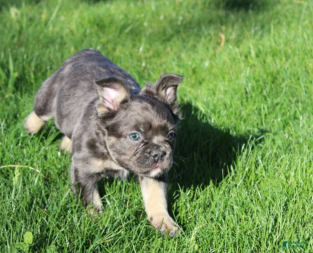 French Bulldog dogs for sale: Boomer - Ad 3