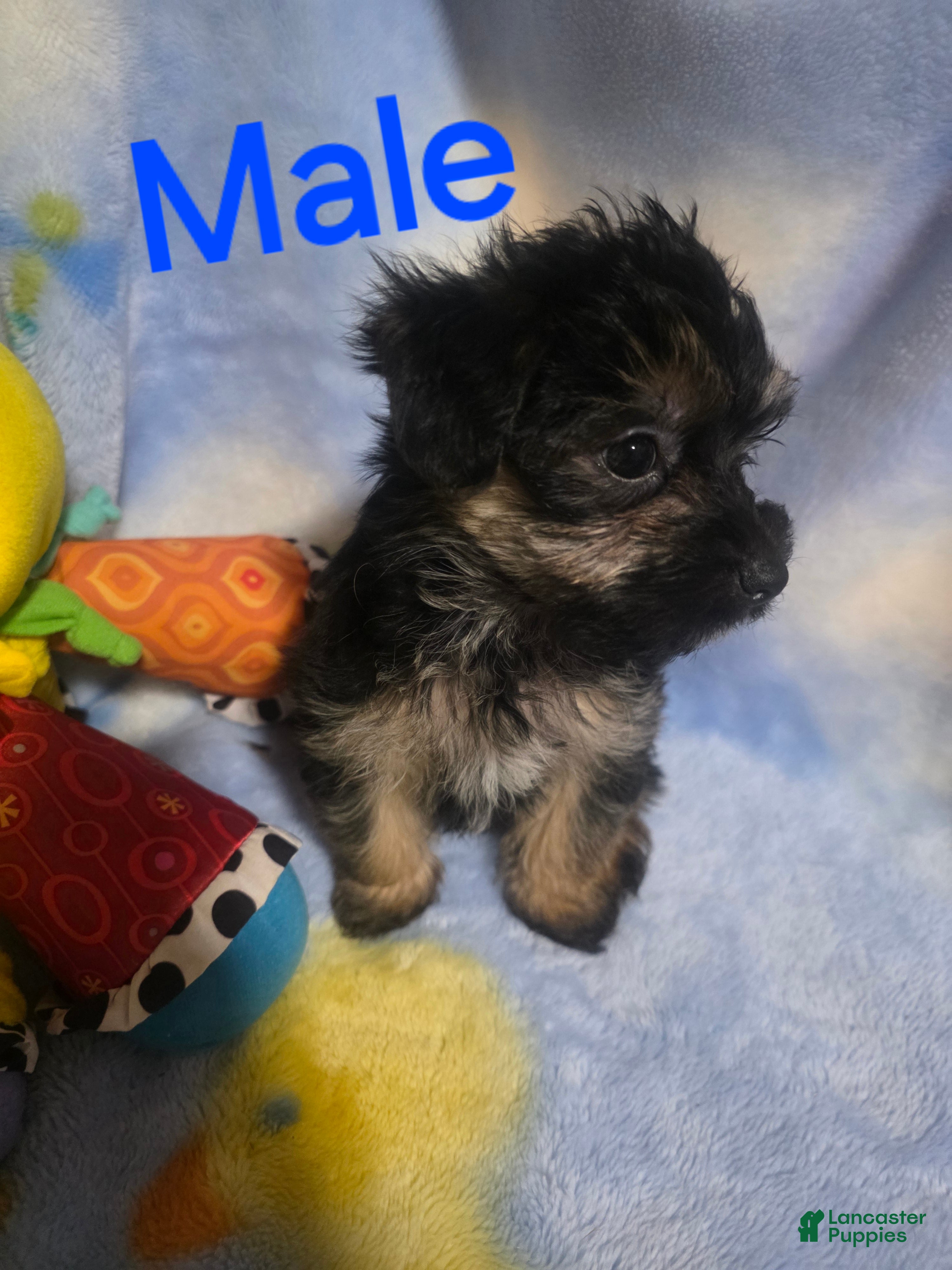 Morkie dogs Morkie male 8 - Ad 1
