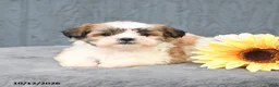Teddy Bear dogs for sale: Candy - Ad 3