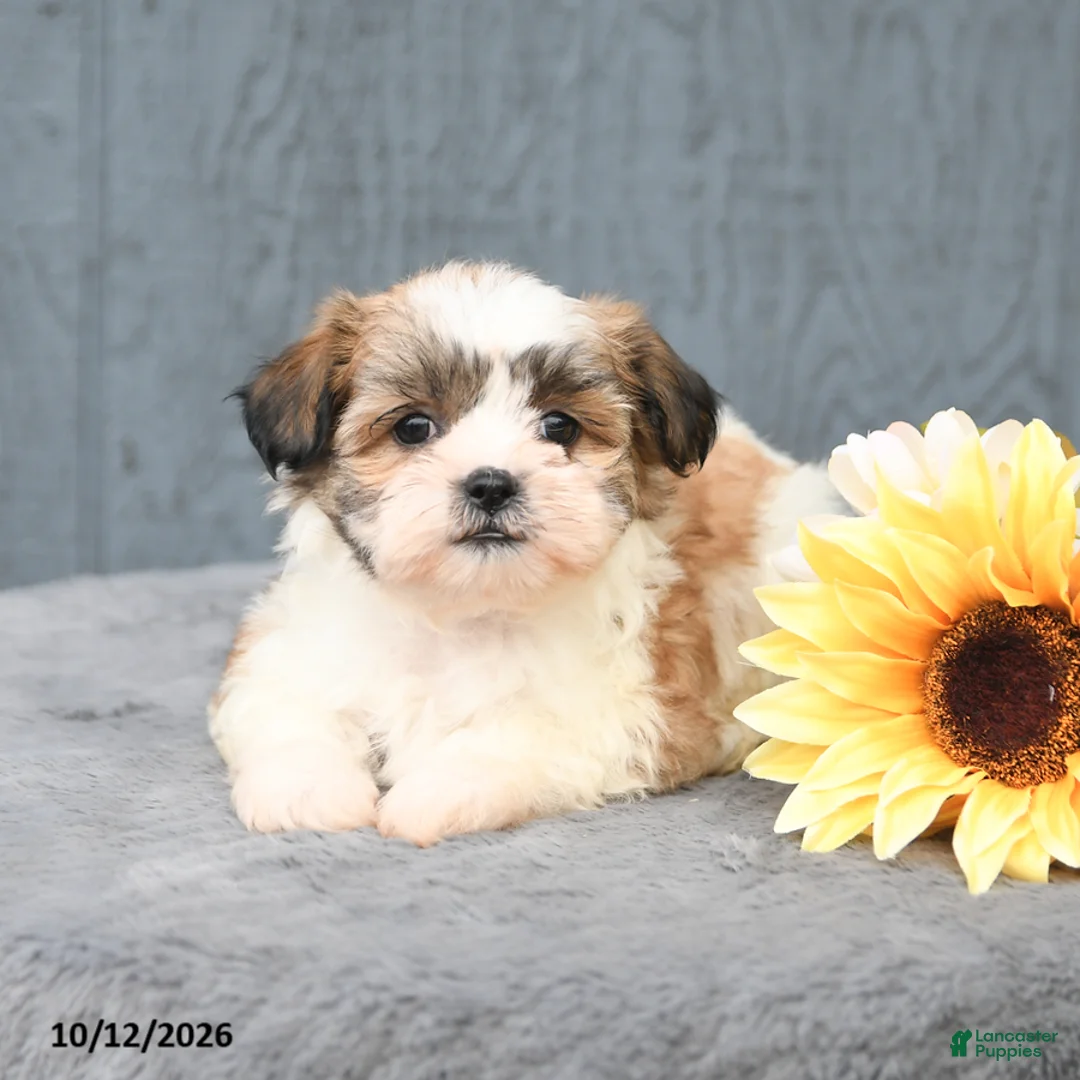 Teddy Bear dogs for sale: Candy - Ad 3
