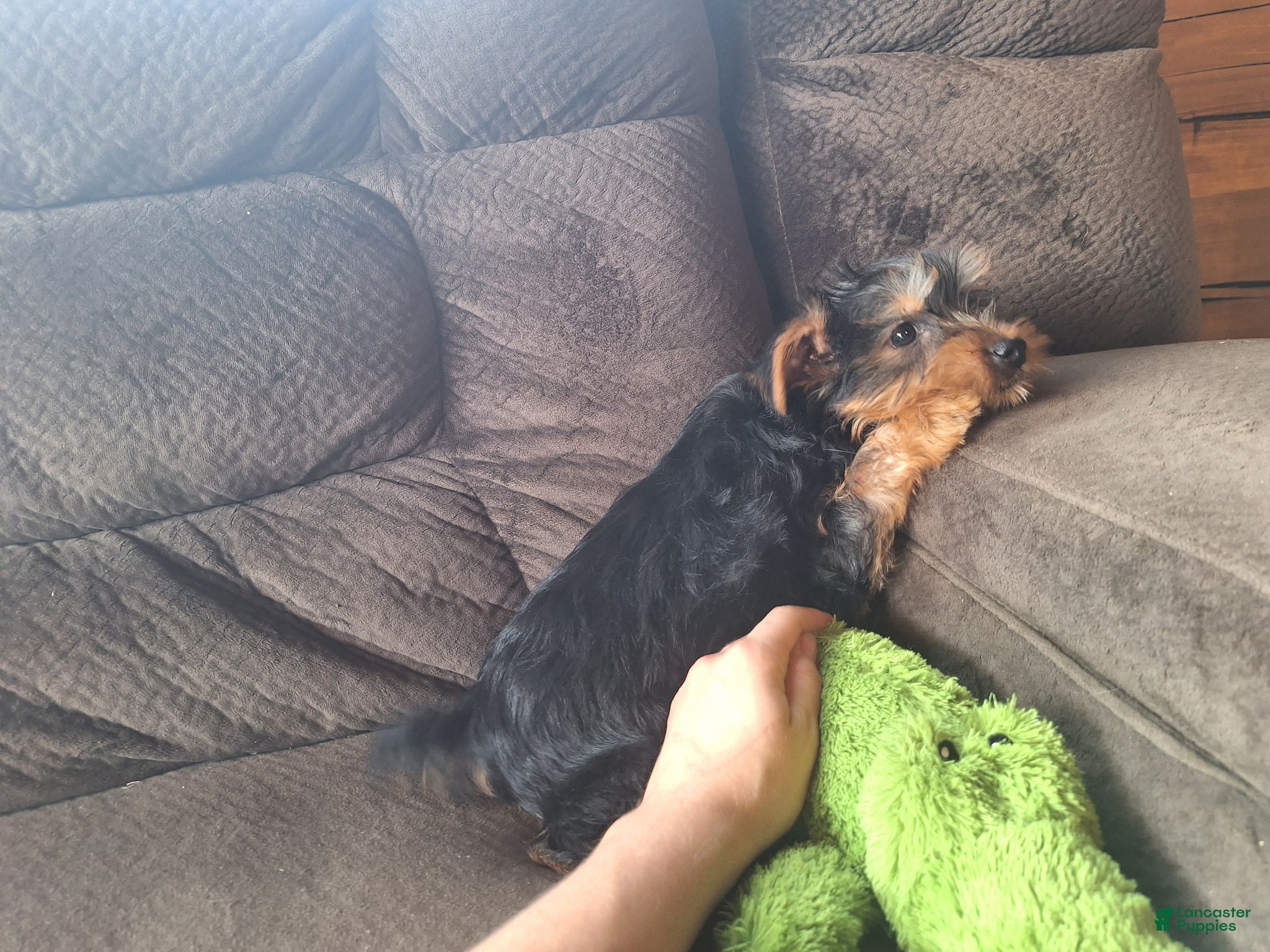 Yorkshire Terrier dogs Chip - Ad 2