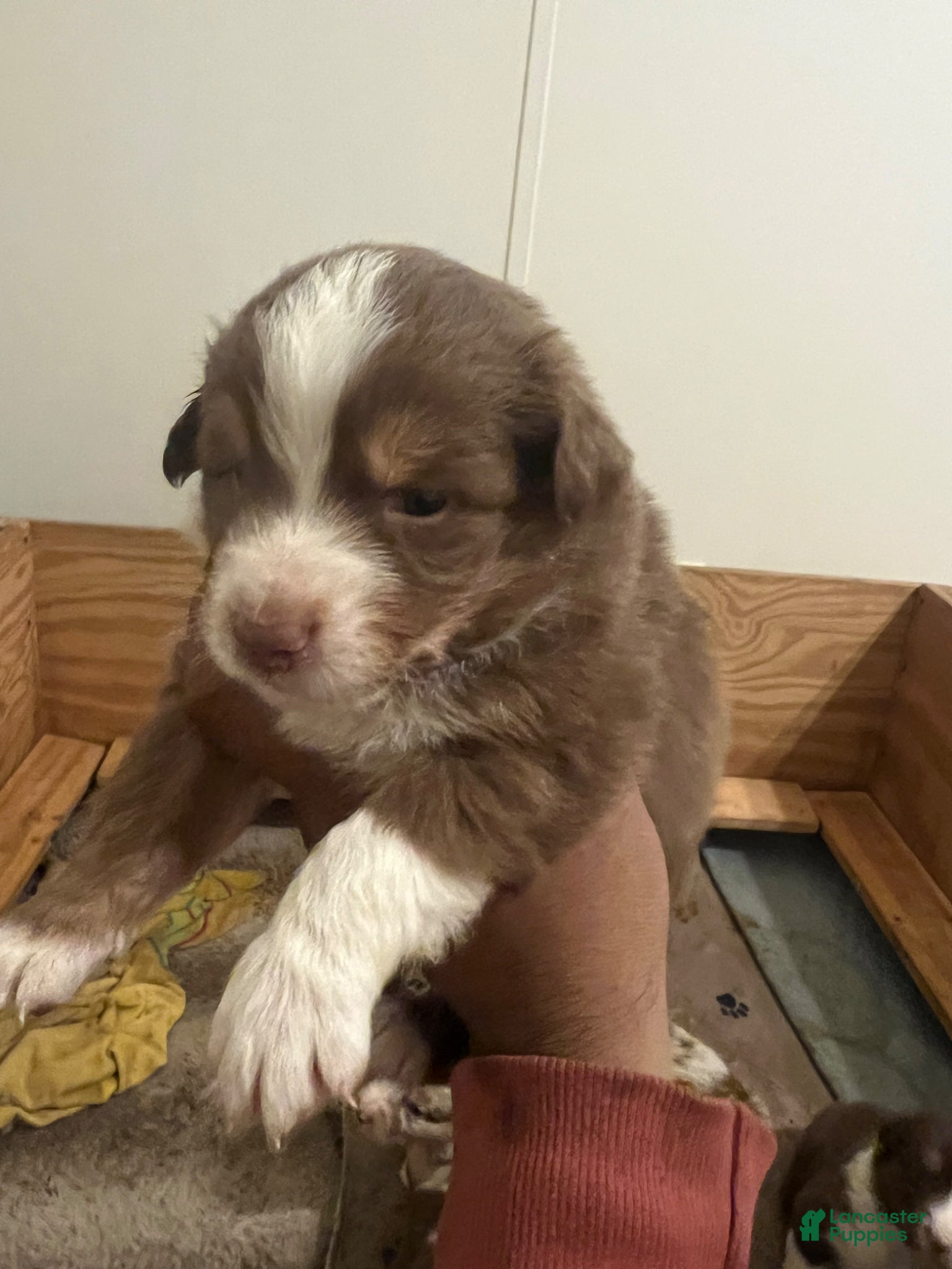 Australian Shepherd dogs Australian Shepherd Puppy 3 - Ad 12