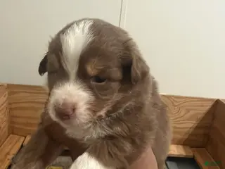 Australian Shepherd dogs Australian Shepherd Puppy 3 - Ad 12