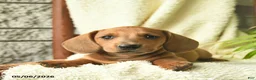 Miniature Dachshund dogs for sale: Koda  - Ad 4