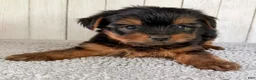 Yorkshire Terrier dogs for sale: Thor - Ad 3