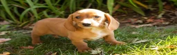 Miniature Dachshund dogs for sale: Baxter  - Ad 2