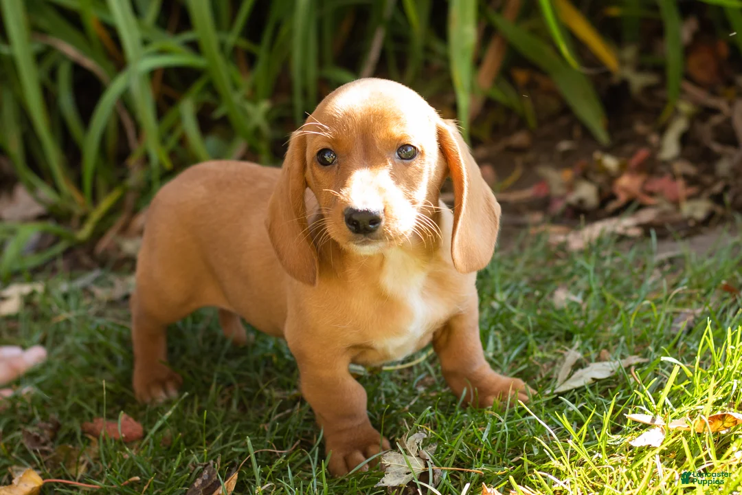 Miniature Dachshund dogs for sale: Baxter  - Ad 2