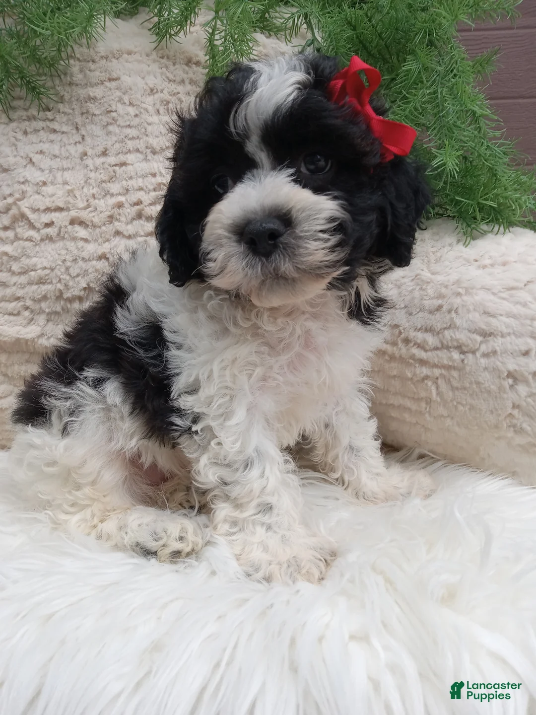 Teddy Bear dogs for sale: Jax - Ad 5