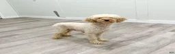Miniature Poodle dogs for sale: Caramel - Ad 6