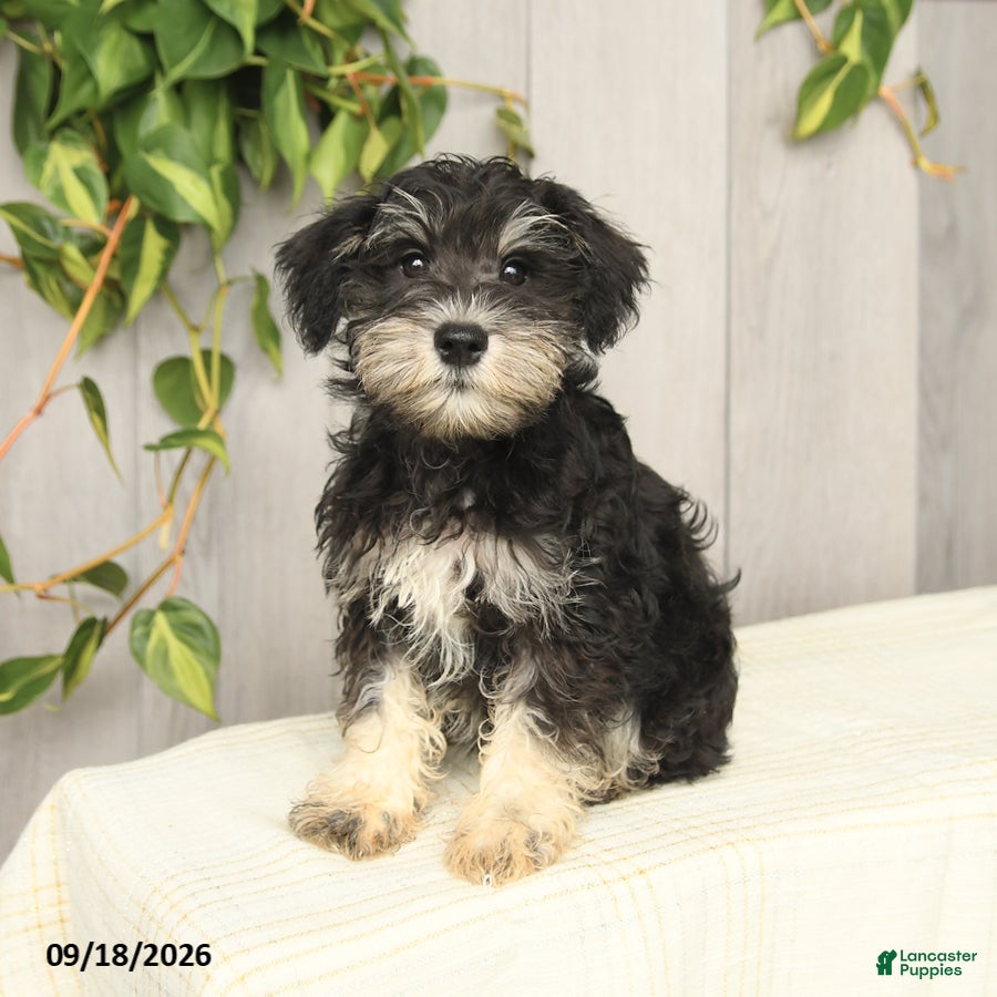 Miniature Schnauzer dogs Paxton - Ad 2