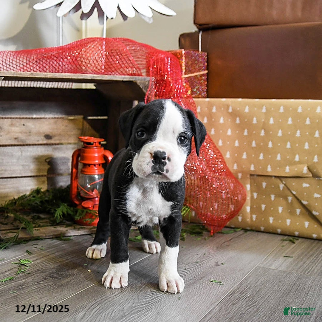 Boxer dogs for sale: Phoenix - Ad 3