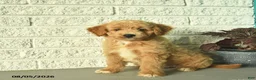 Mini Goldendoodle dogs for sale: Nica  - Ad 4