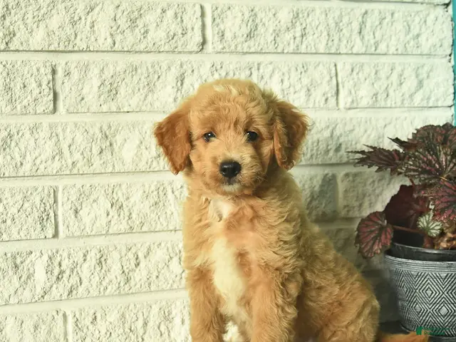 Mini Goldendoodle dogs Nico - Ad 1