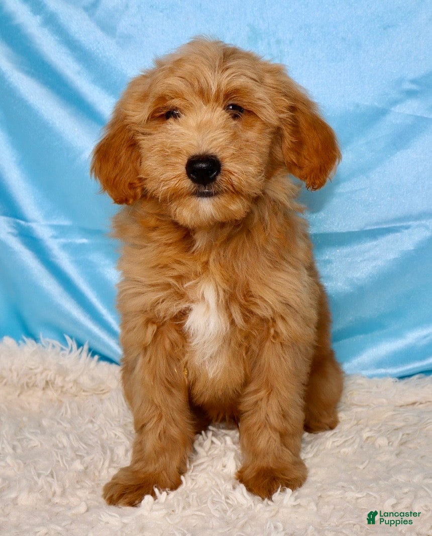 Mini Goldendoodle dogs 🐶Bentley❤️ - Ad 2