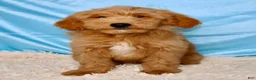 Mini Goldendoodle dogs for sale: 🐶Bentley❤️ - Ad 2