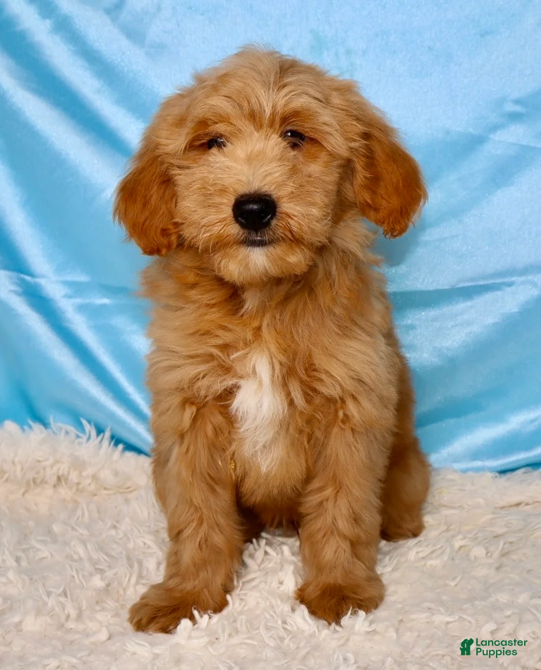 Mini Goldendoodle dogs for sale: 🐶Bentley❤️ - Ad 2