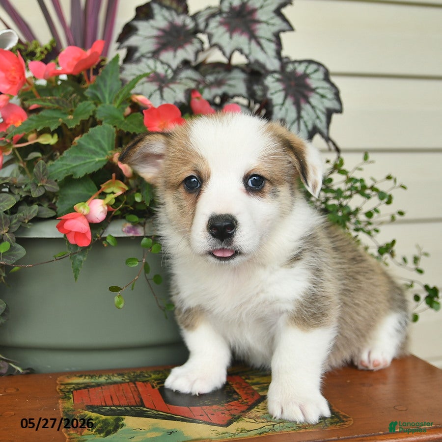 Welsh Corgi Pembroke dogs Atlas  - Ad 2