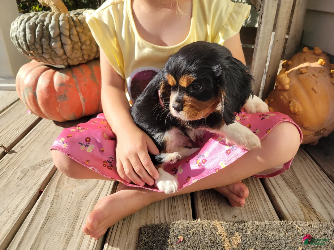 Cavalier King Charles Spaniel dogs for sale: Harper - Ad 2