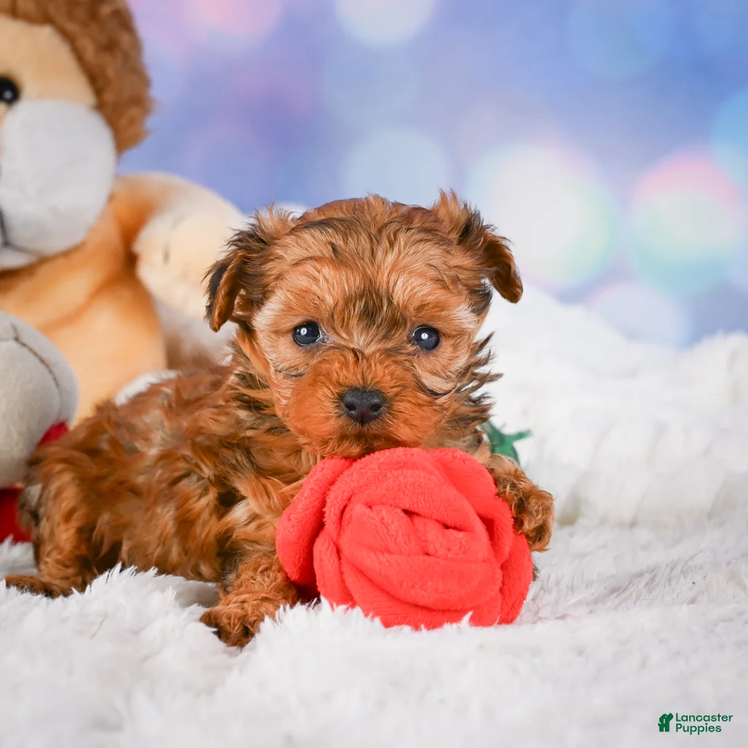Yorkshire Terrier dogs for sale: Sarah - Ad 8