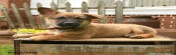 Mixed Breed dogs for sale: Tumbling Teddy - Ad 5