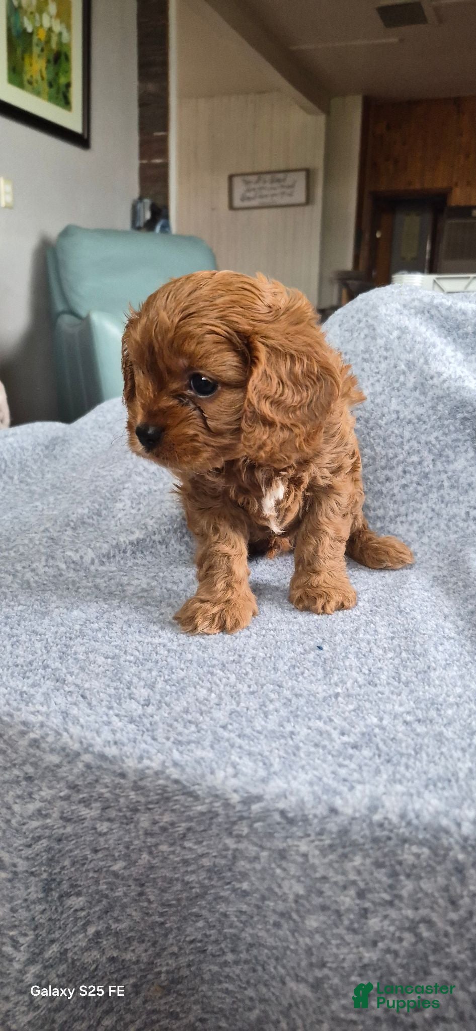 Cavapoo dogs Cavapoo 1 - Ad 2