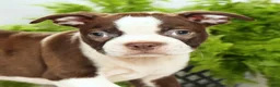 Boston Terrier dogs for sale: Ryan - Ad 9