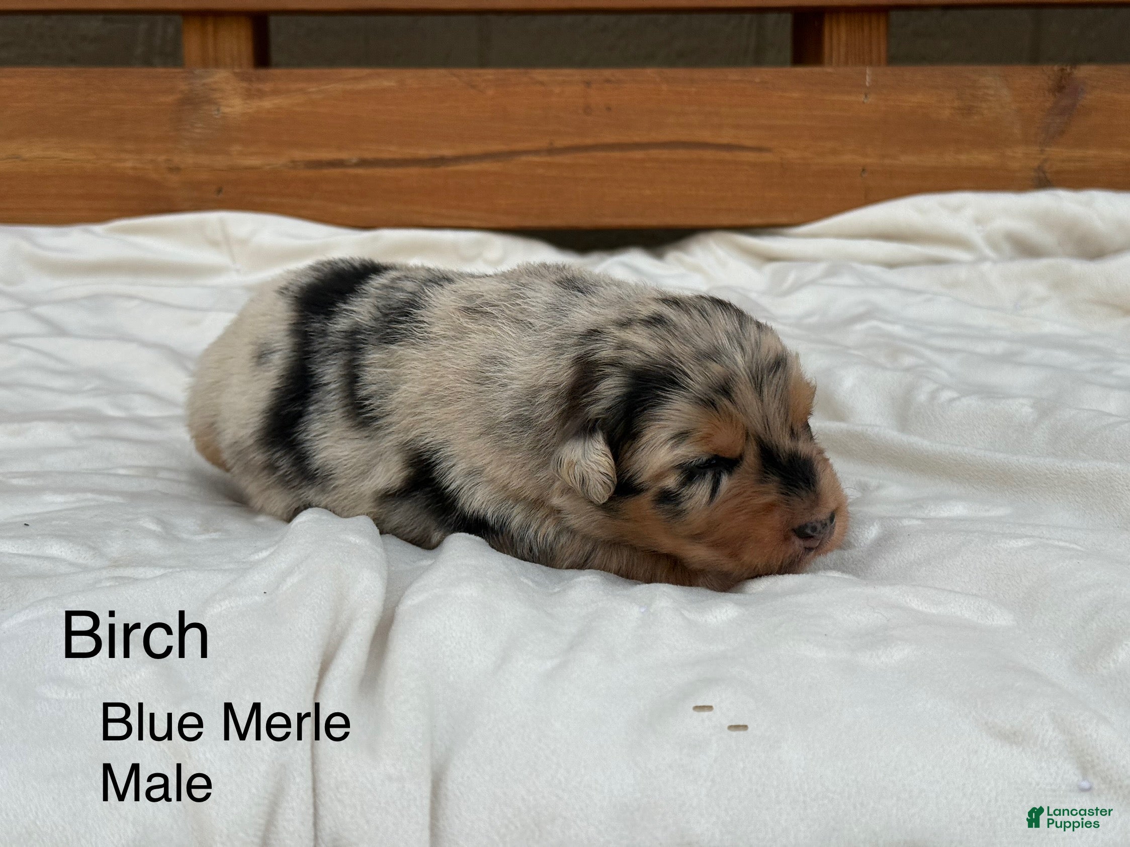 Australian Shepherd dogs Birch - Ad 12