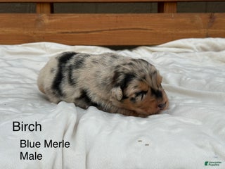 Australian Shepherd dogs Birch - Ad 12