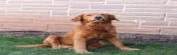 Golden Retriever dogs for sale: Melody - Ad 4
