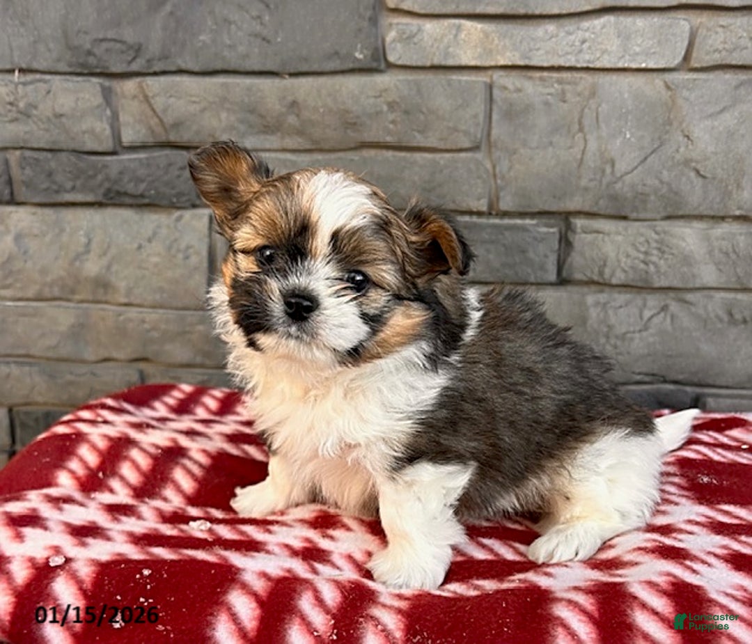 Mixed Breed dogs for sale: Gideon - Ad 2