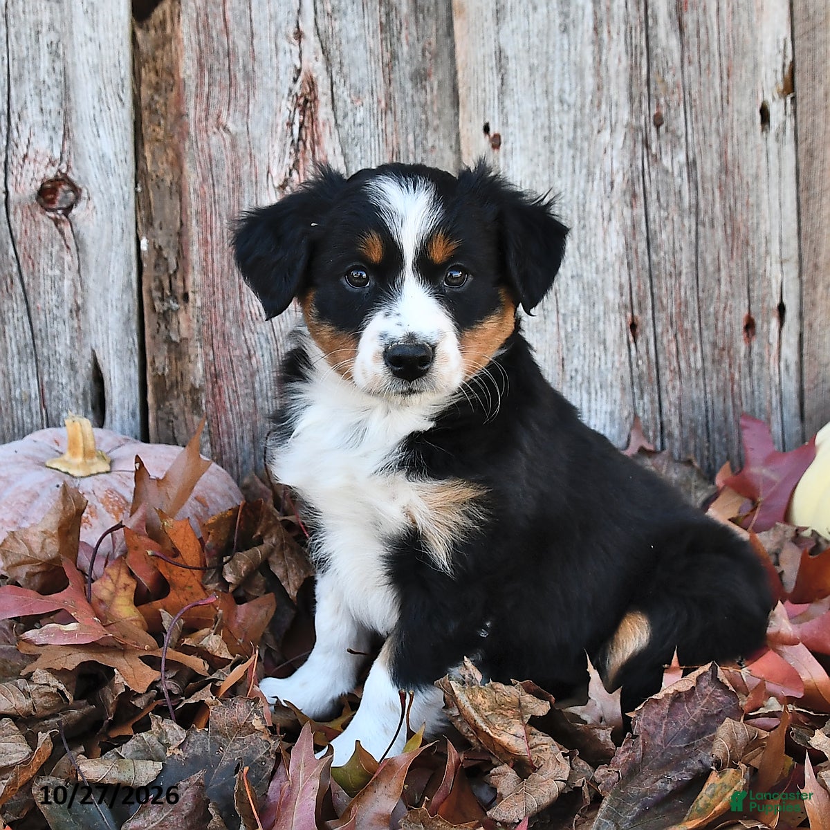 Australian Shepherd dogs for sale: Allie  - Ad 1