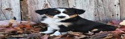 Australian Shepherd dogs for sale: Allie  - Ad 1