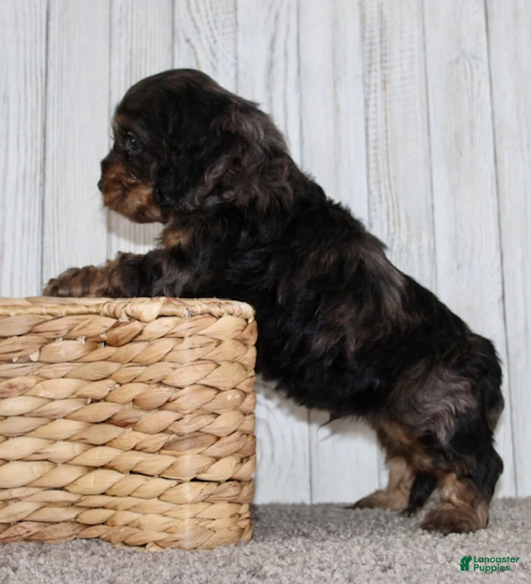 Cockapoo dogs for sale: Snickers - Ad 12