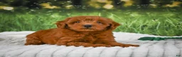 Mini Goldendoodle dogs for sale: Rusty - Ad 6