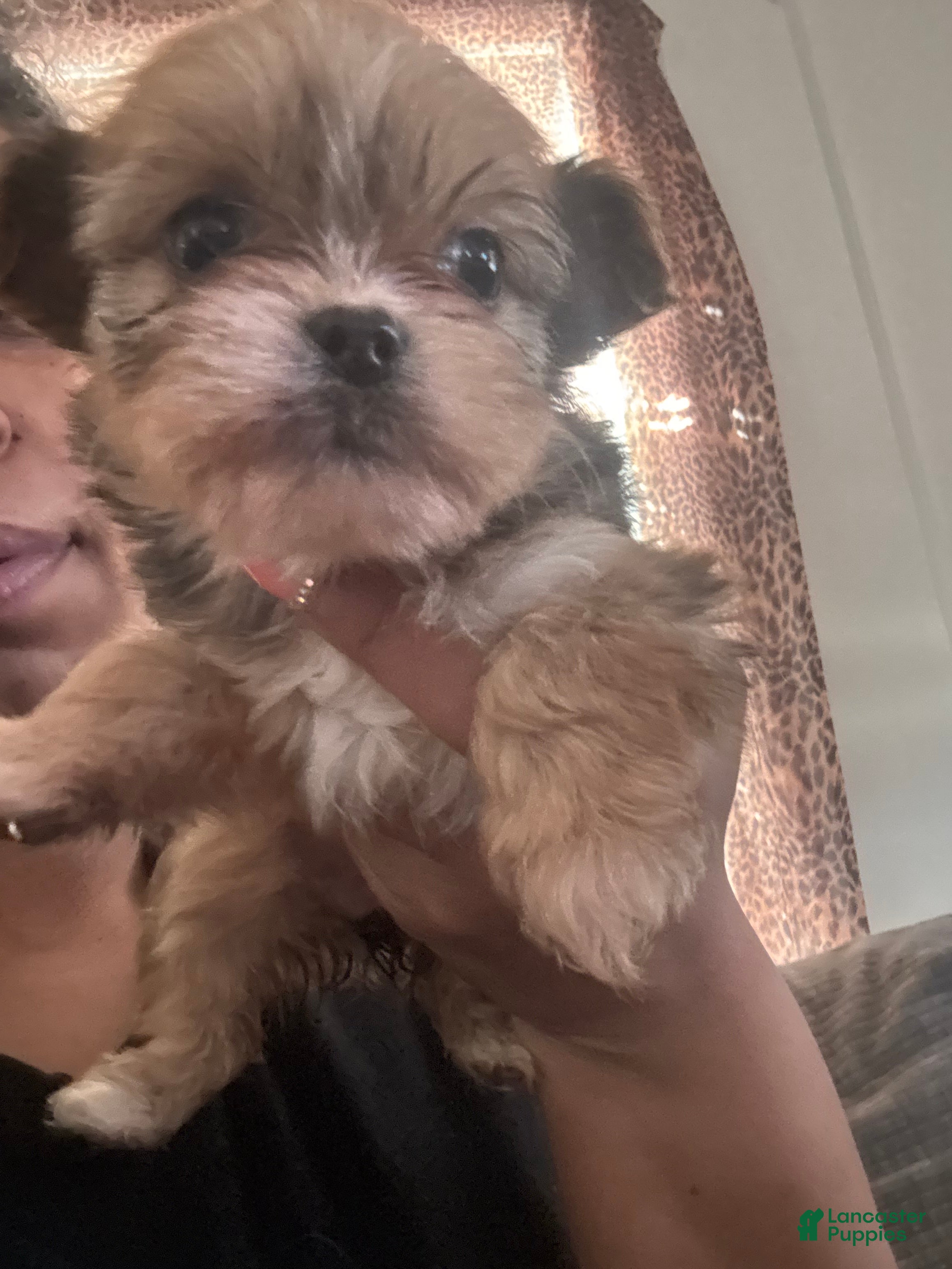 Mixed Breed dogs Mixed Breed Puppy 1 - Ad 7