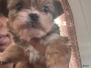 Mixed Breed dogs Mixed Breed Puppy 1 - Ad 7