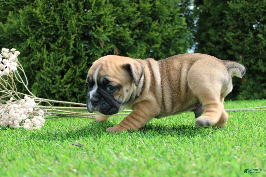 English Bulldog dogs for sale: Duke - Ad 2