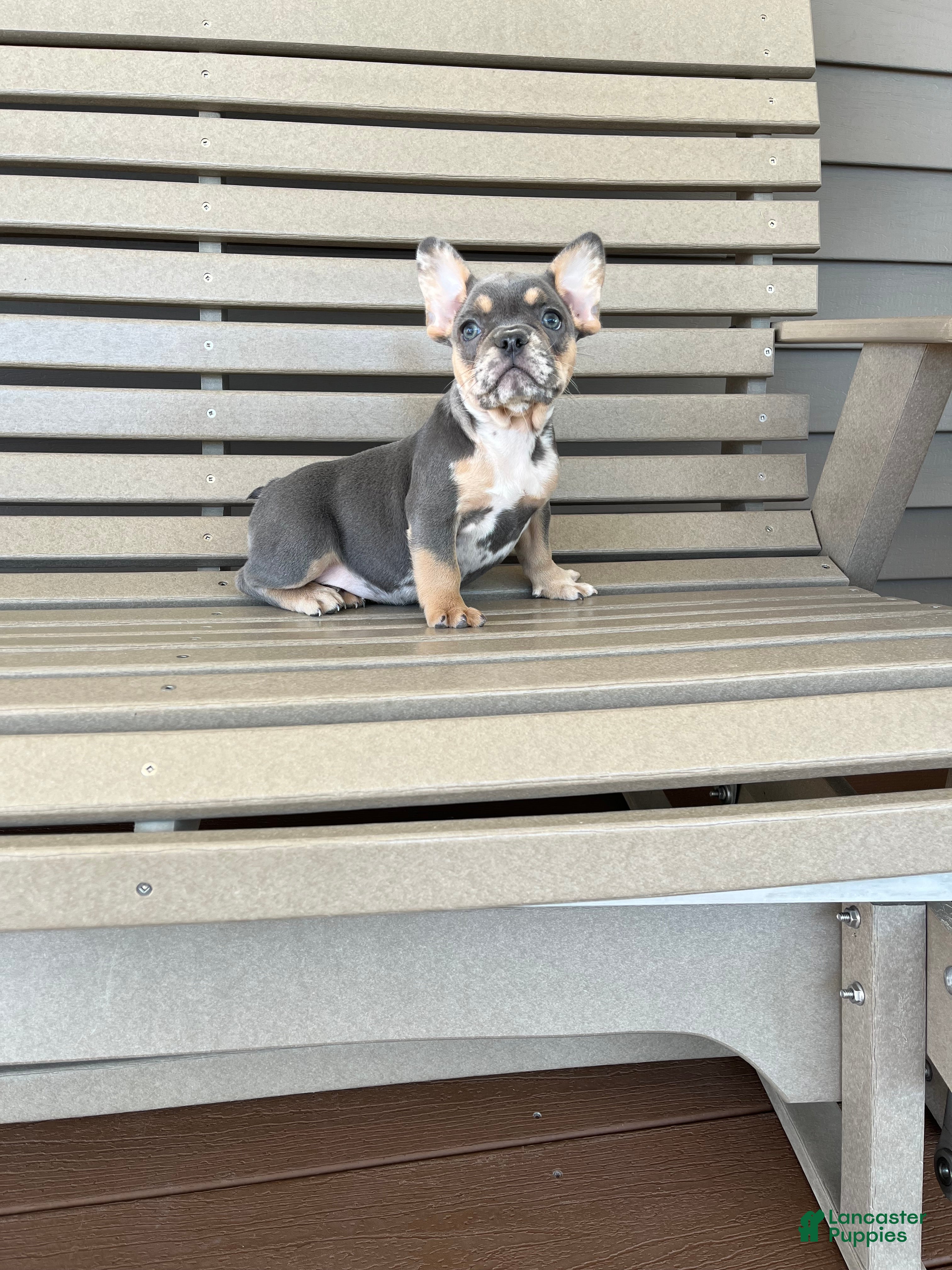 French Bulldog dogs for sale: Maggie - Ad 2