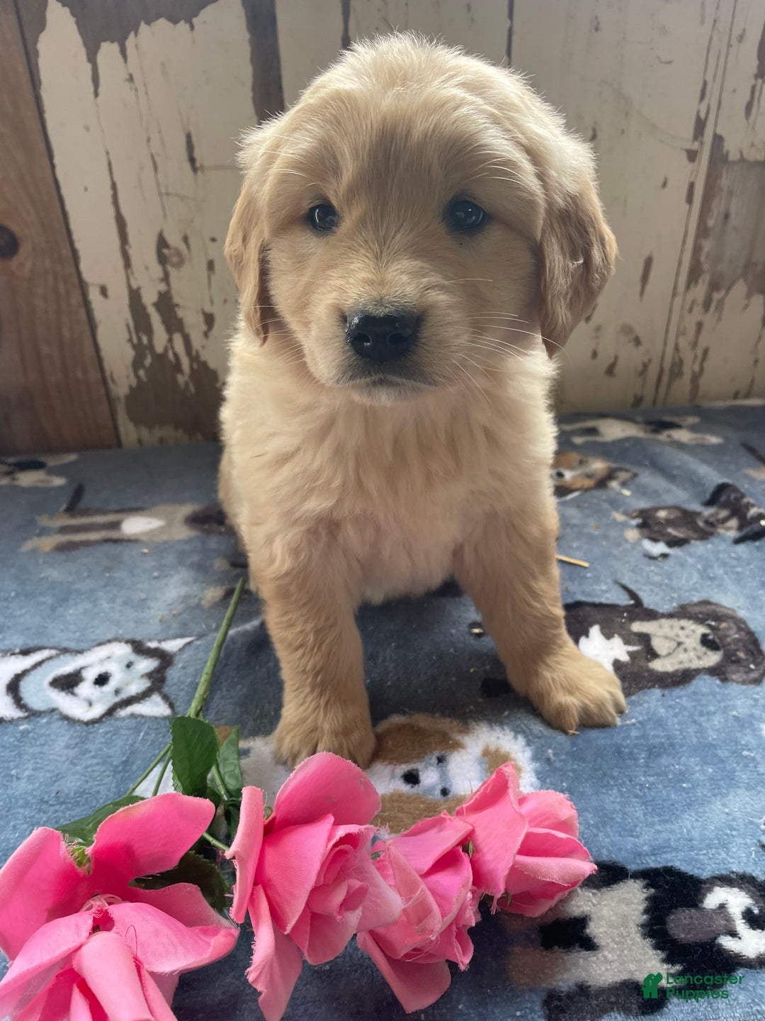 Mixed Breed dogs for sale: Granger - Ad 2