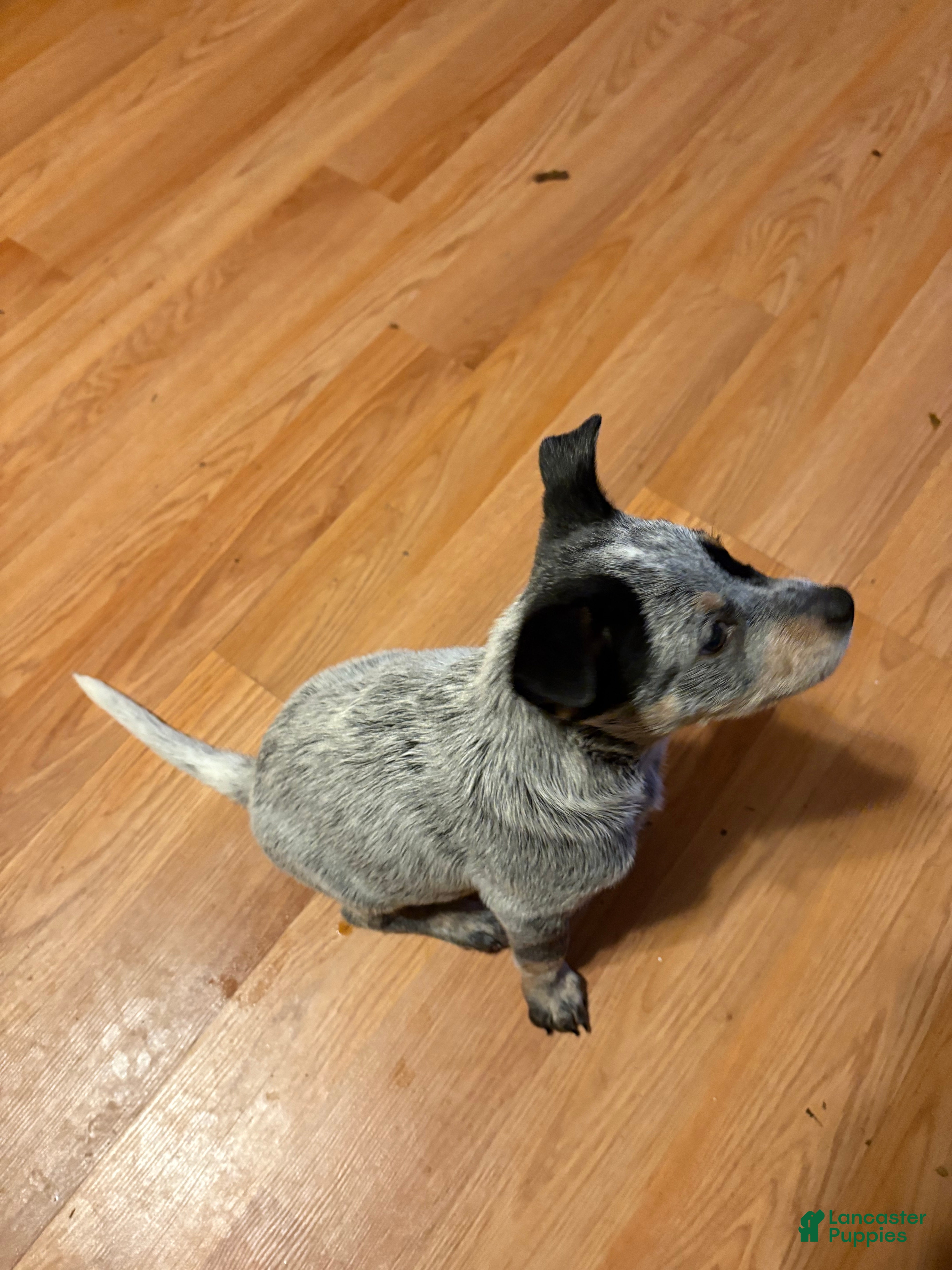 Australian Cattle Dog dogs Australian Cattle Dog Puppy 3 - Ad 40