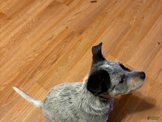 Australian Cattle Dog dogs Australian Cattle Dog Puppy 3 - Ad 39