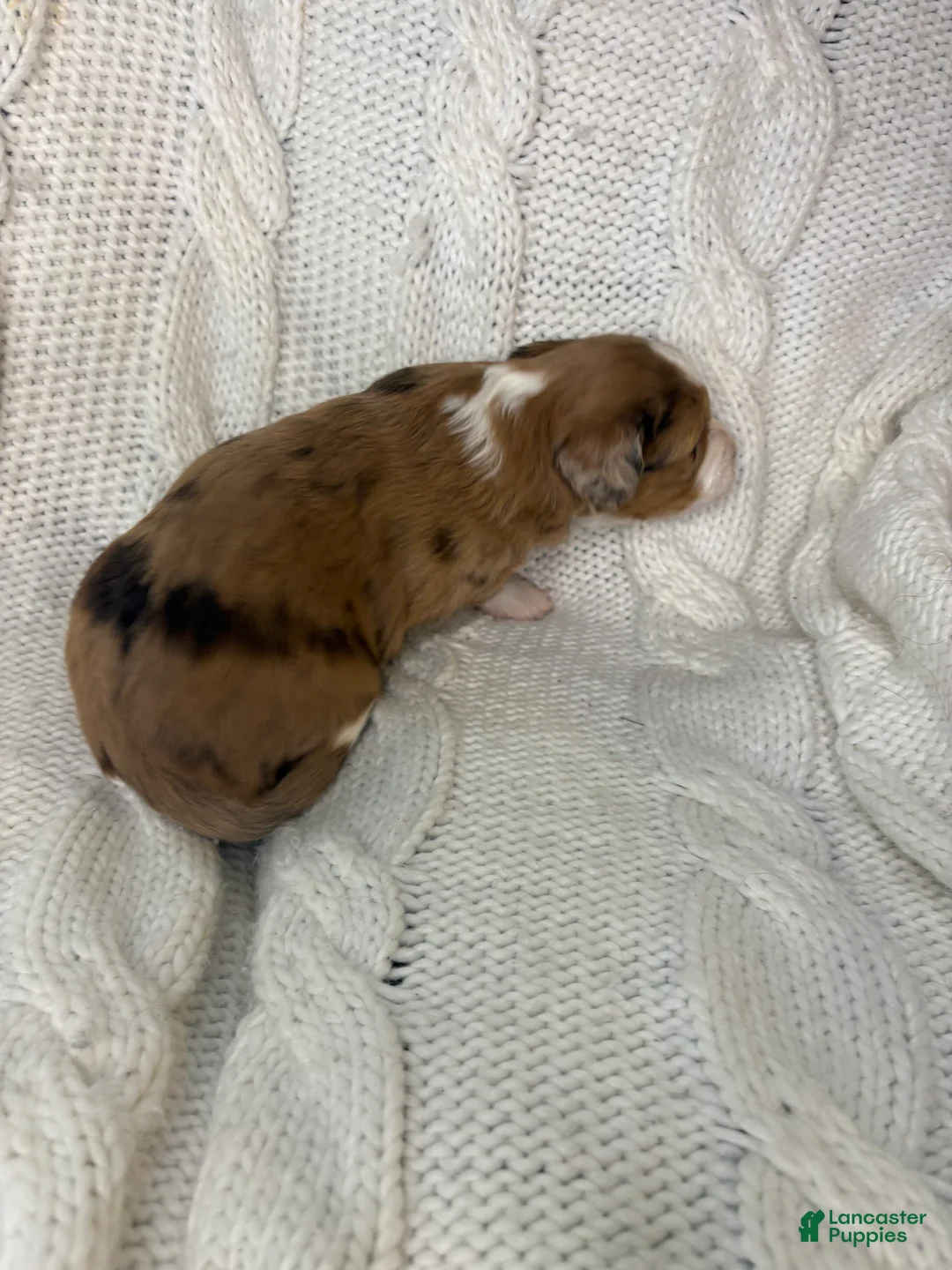 Mini Aussiedoodle dogs for sale: Mini Aussiedoodle Puppy 1 - Ad 5