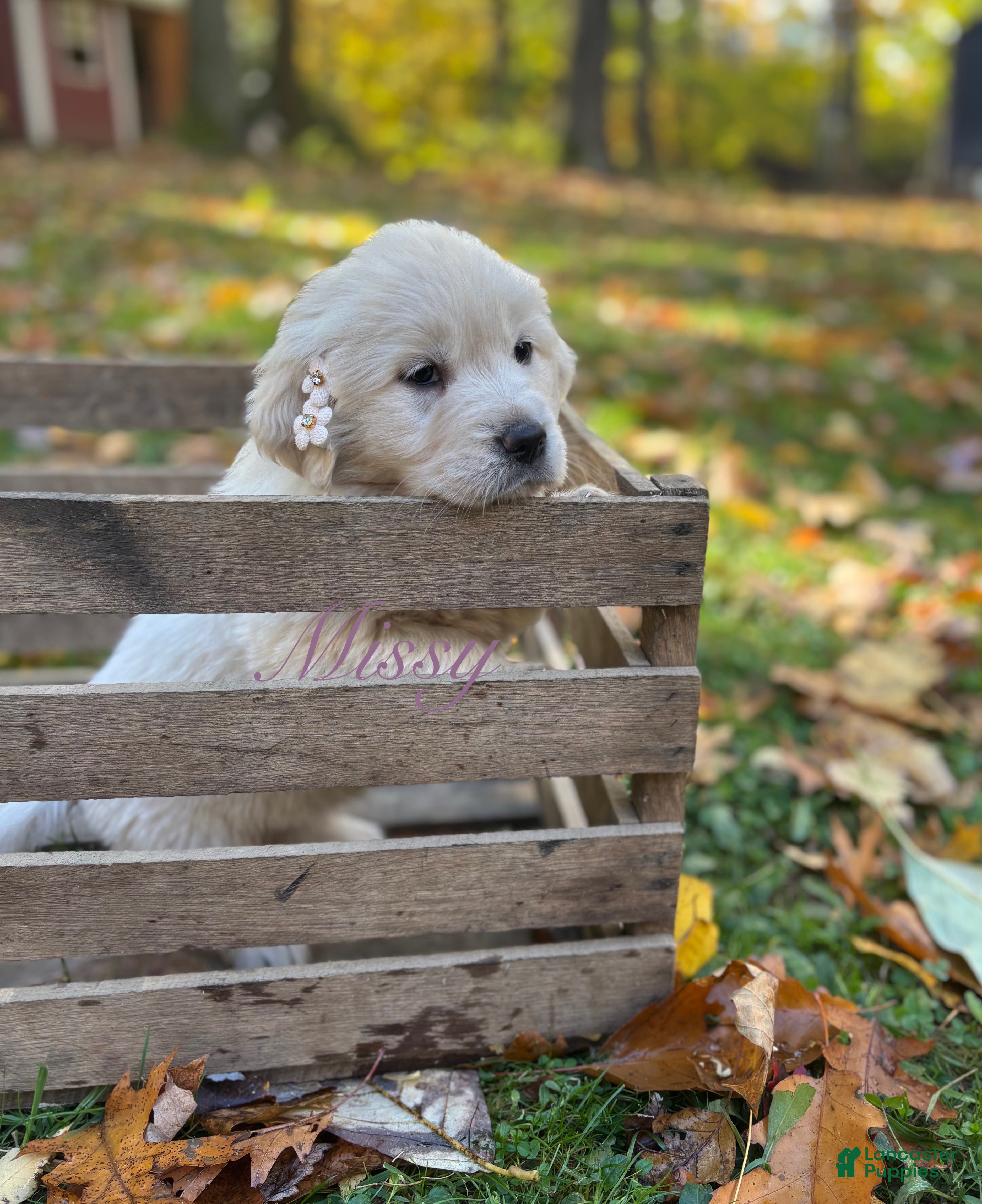 Golden Retriever dogs Missy - Ad 24