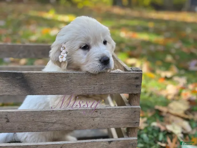 Golden Retriever dogs for sale: Missy - Ad 29