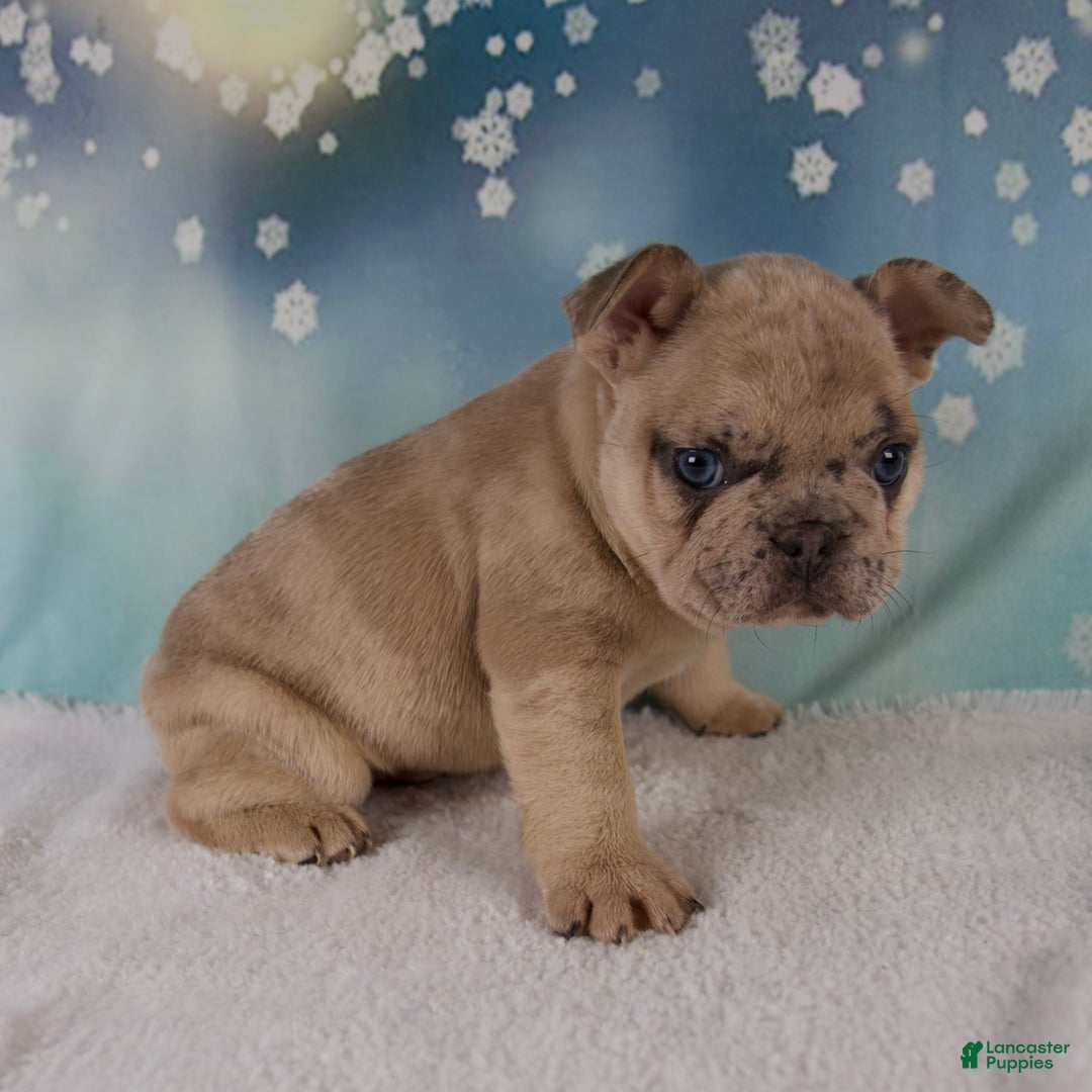 French Bulldog dogs for sale: Maverick - Ad 4